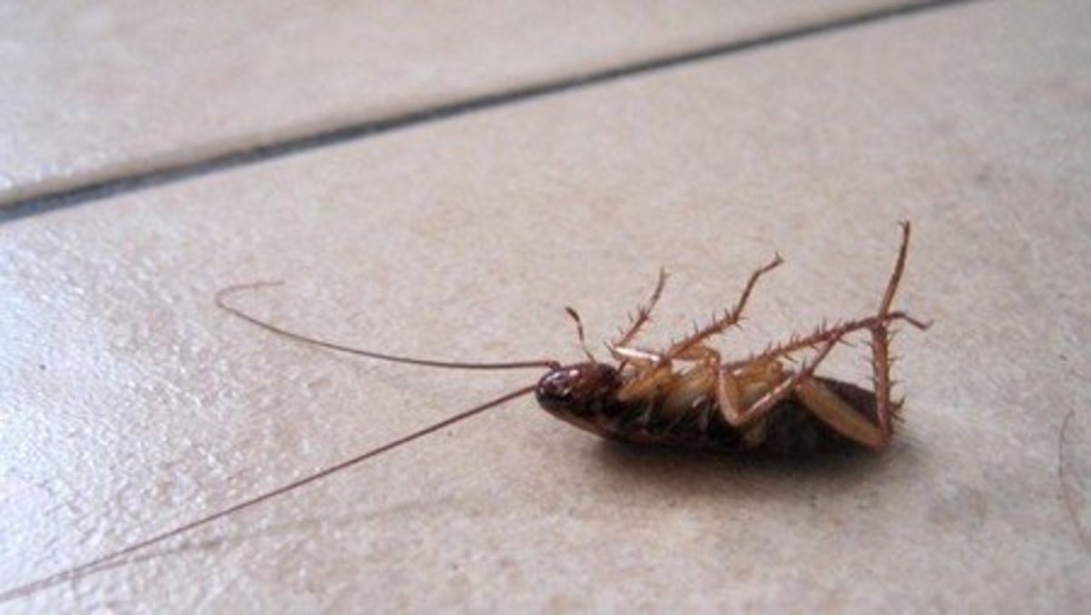 10 ways to get rid of cockroaches